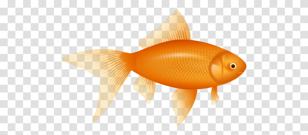 Goldfish Clip Art, Animal, Fungus Transparent Png