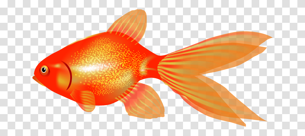 Goldfish Clipart, Animal, Bird Transparent Png