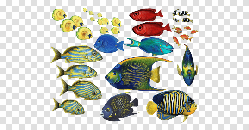 Goldfish Clipart Coral Reef Fish Beautiful Tropical Fish, Animal, Angelfish, Sea Life, Surgeonfish Transparent Png