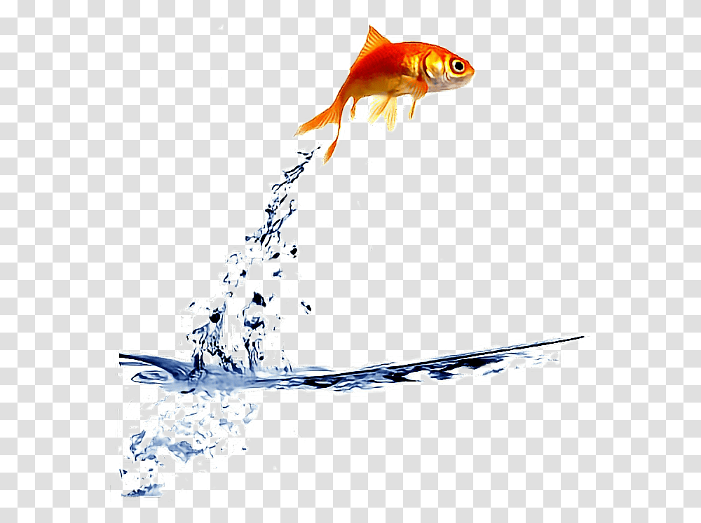 Goldfish Clipart Gold Fish Fish Jumping Out Of Water, Animal Transparent Png