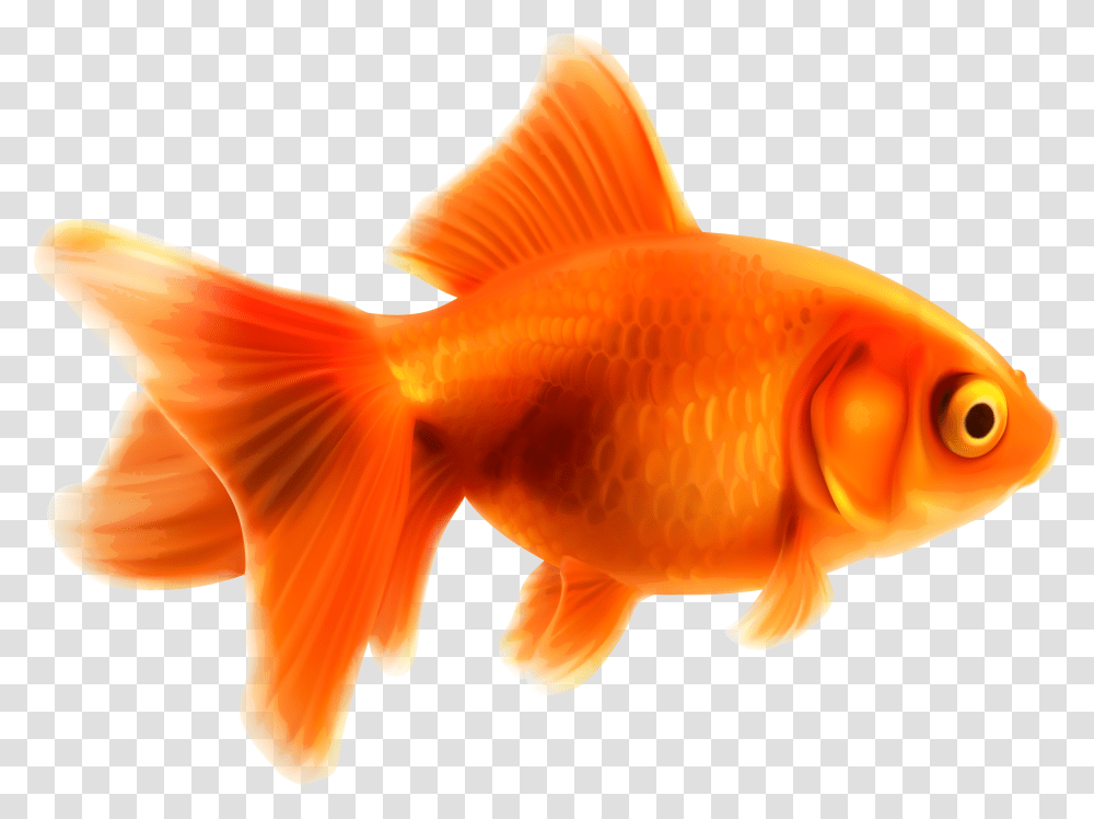 Goldfish Clipart Part Fish Orange, Animal Transparent Png