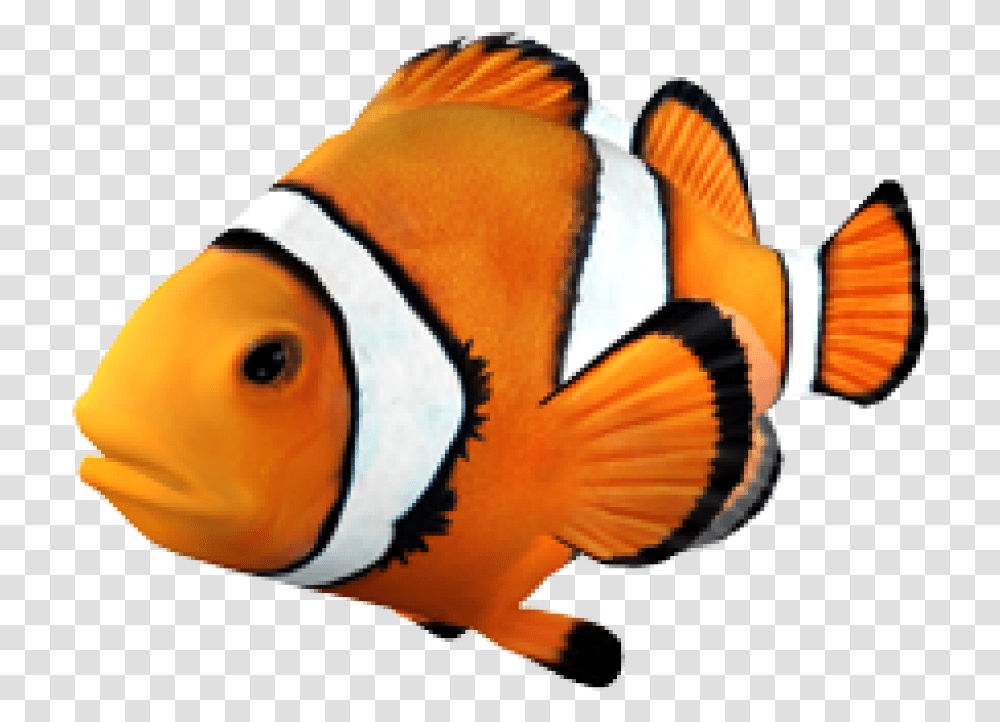 Goldfish Clownfish Angelfish Tropical Fish Clown Fish Background, Animal, Sea Life, Amphiprion, Glove Transparent Png