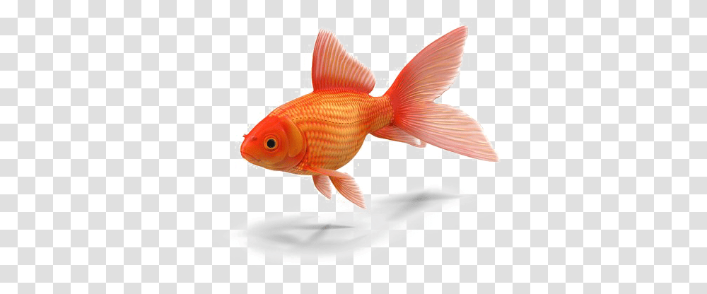 Goldfish Colorful Small Fish, Animal Transparent Png