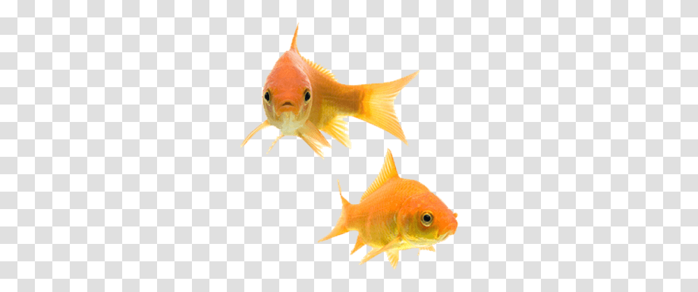 Goldfish Couple Background Gold Fish, Animal Transparent Png