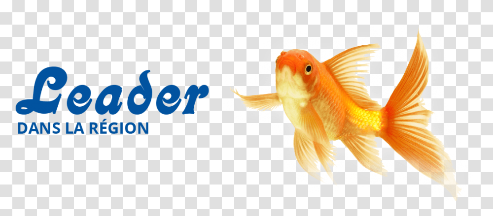 Goldfish Download, Animal, Bird Transparent Png