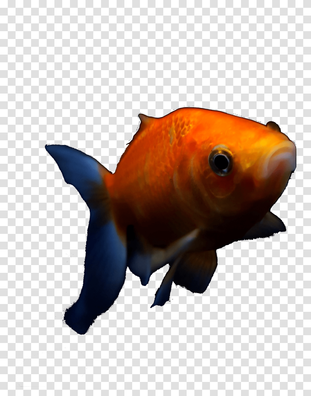 Goldfish Download Goldfish, Animal Transparent Png