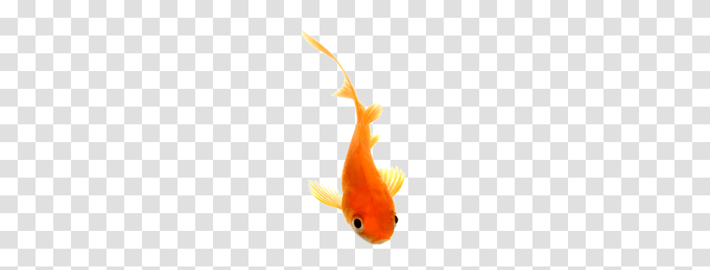 Goldfish Fish Beautiful Fish, Animal Transparent Png