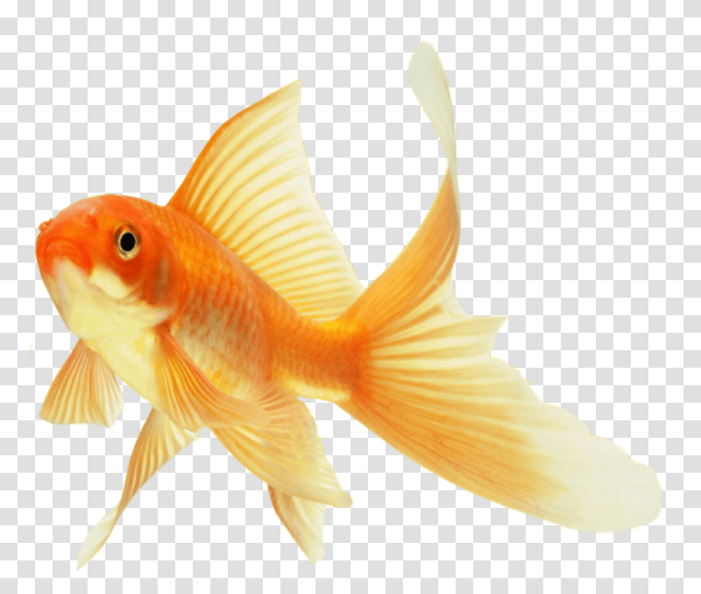 Goldfish Fish Gold, Animal, Bird Transparent Png