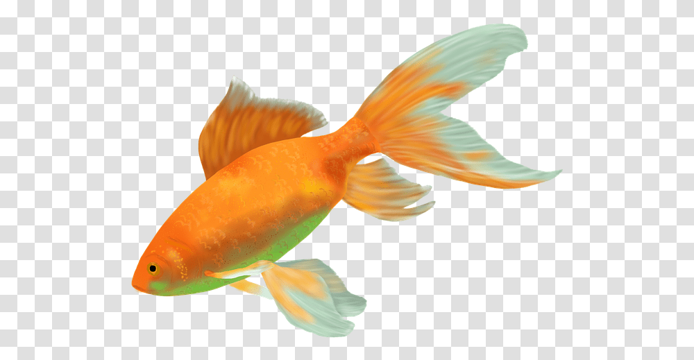 Goldfish Fish Gold Water Cichlid Animal Fauna Ikan Hias Air Tawar Terindah, Bird Transparent Png