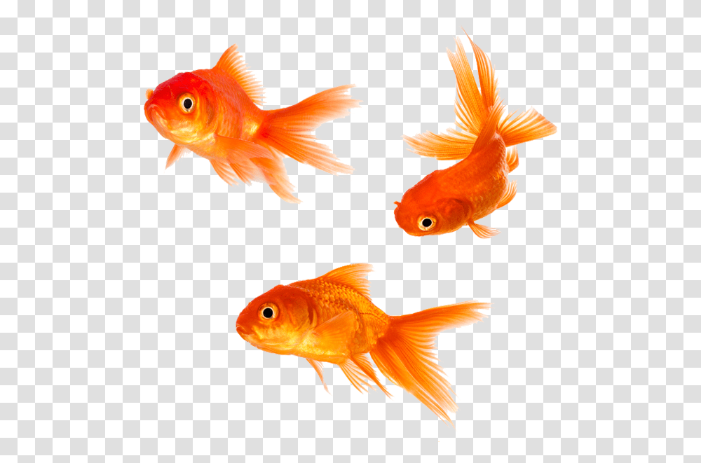 Goldfish Free Background Background Gold Fish, Animal Transparent Png