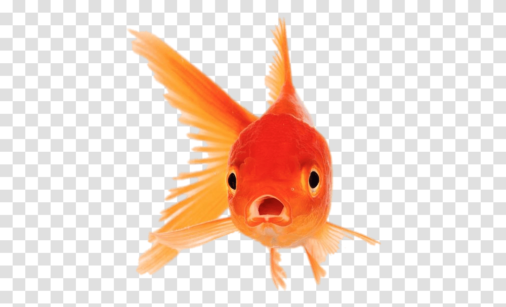 Goldfish Front View Goldfish With Mouth Open, Animal, Bird Transparent Png