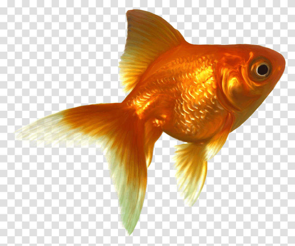 Goldfish Gold Fish, Animal, Bird Transparent Png