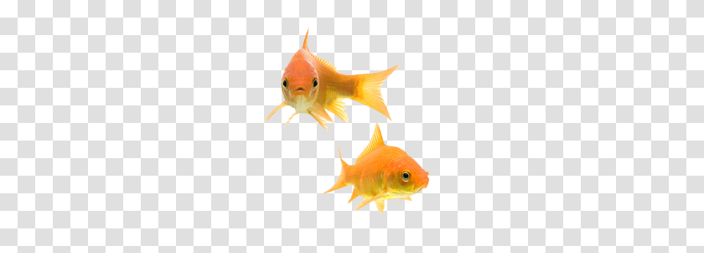 Goldfish Goldfish Images, Animal Transparent Png