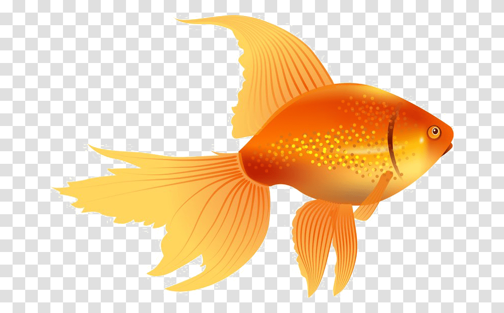 Goldfish Image, Animal Transparent Png