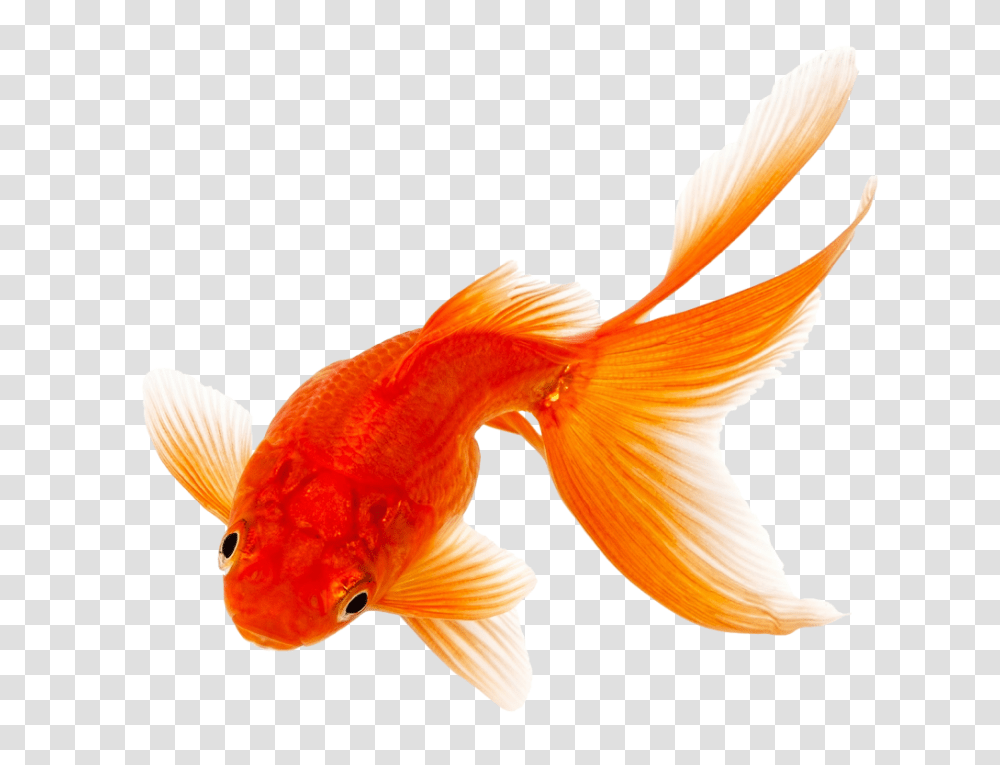 Goldfish Image Download, Animal, Bird Transparent Png