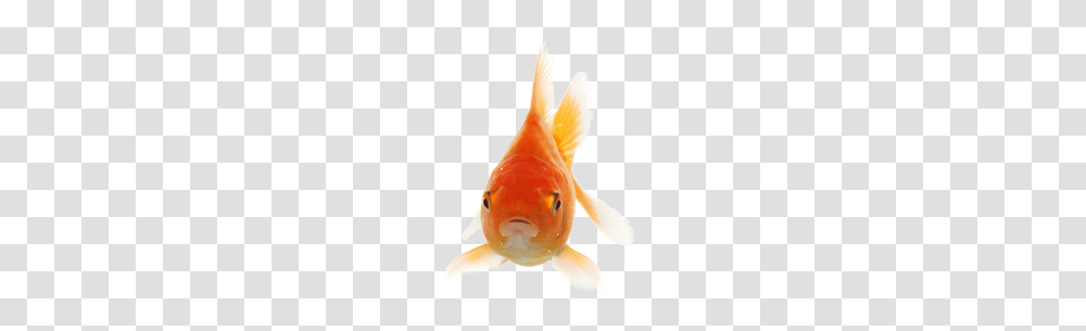 Goldfish Images Download, Animal Transparent Png