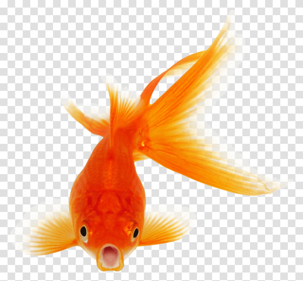 Goldfish Photo Background Background Goldfish, Animal, Bird Transparent Png