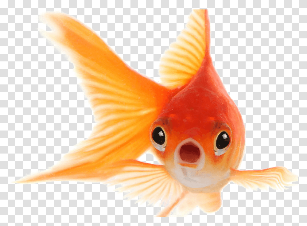 Goldfish Photo Face Of Gold Fish, Animal, Bird Transparent Png