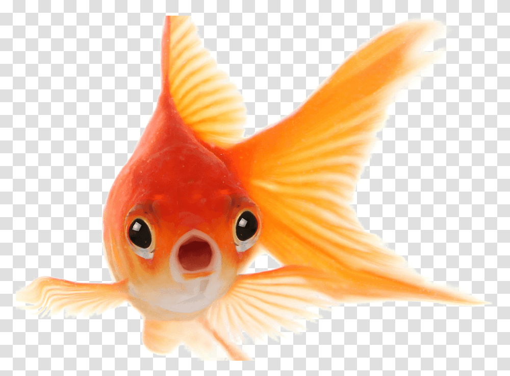 Goldfish Photo Goldfish Has A Memory Span Of Three Seconds, Animal, Bird Transparent Png