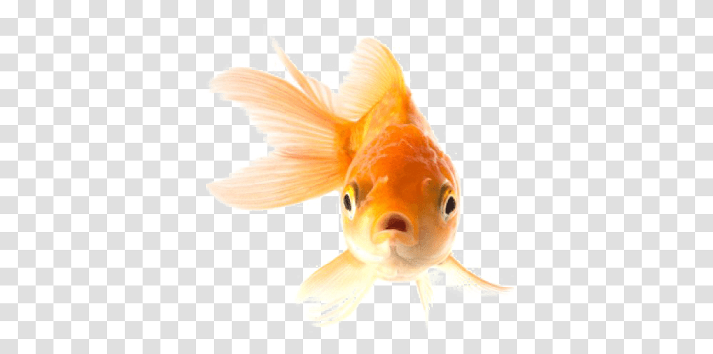 Goldfish Picture Animal Goldfish, Dinosaur, Reptile Transparent Png