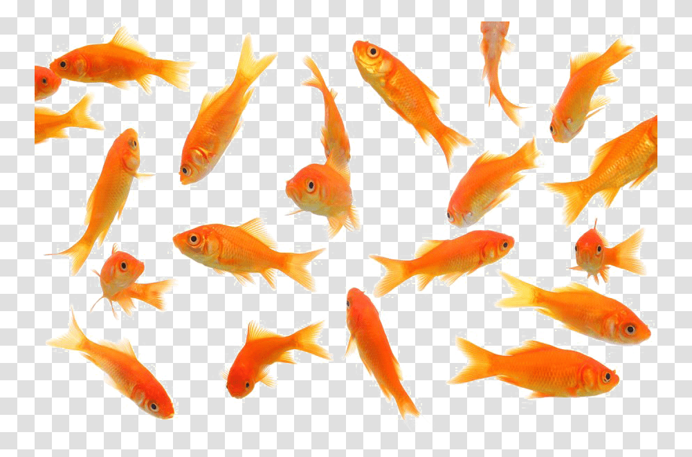 Goldfish Picture Mart Gold Fishes, Animal Transparent Png