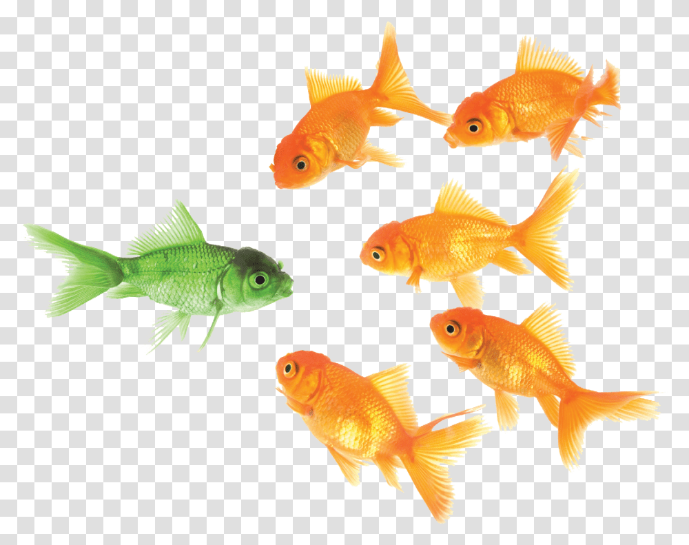 Goldfish Principle Emphasis, Animal, Bird Transparent Png