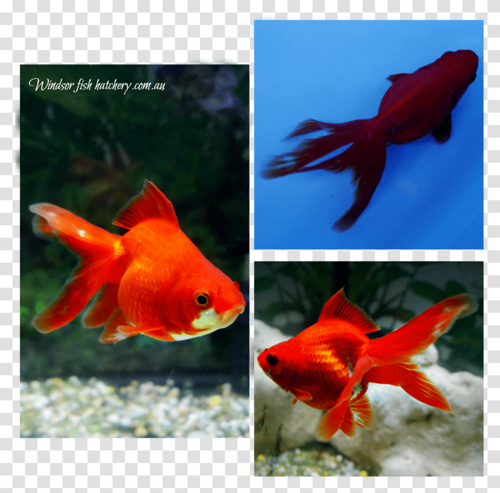 Goldfish Transparent Png