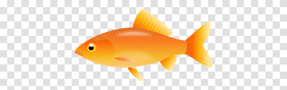 Goldfish & Clipart Free Download Ywd Gold Fish Clipart, Animal Transparent Png