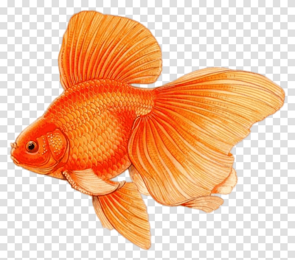 Goldfish With Large Fins Drawing Pez Dibujo A Color Transparent Png