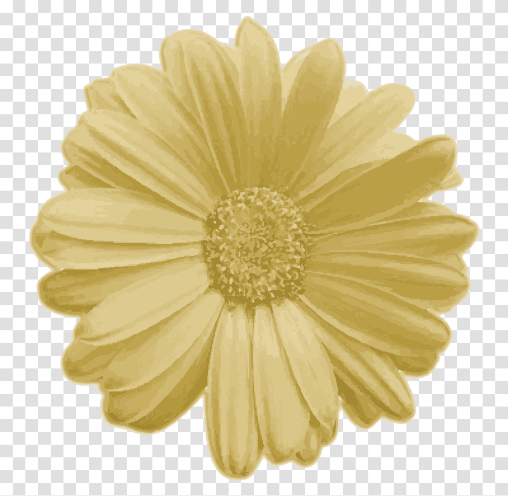 Goldflower Real Flower, Plant, Daisy, Daisies, Blossom Transparent Png