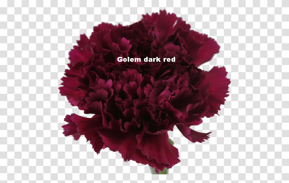 Golem Dark Red Anjer Paars, Plant, Carnation, Flower, Blossom Transparent Png