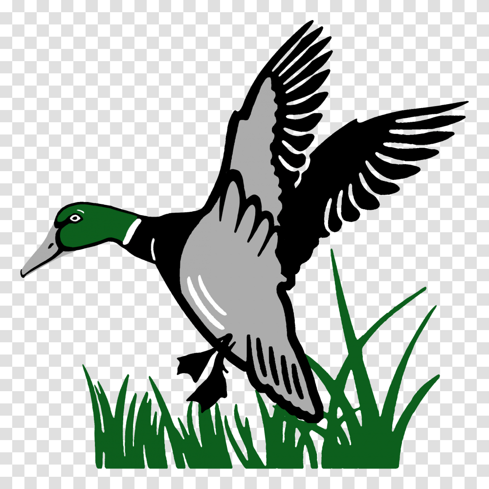 Golf Events Archives, Waterfowl, Bird, Animal, Duck Transparent Png