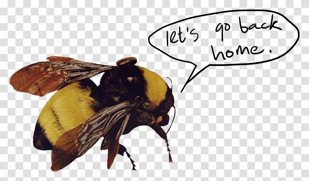 Golf Tyler The Creator, Apidae, Bee, Insect, Invertebrate Transparent Png
