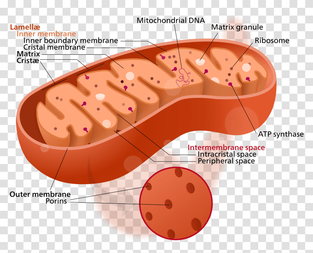 Golgi Bodies Vs Mitochondria Cytoplasm In The Mitochondria, Mouth, Food, Birthday Cake, Plant Transparent Png