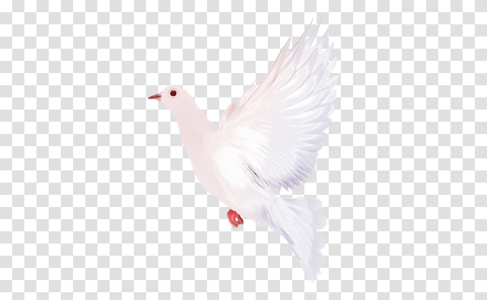 Golub Mira Belij Golub Fauna Ptici Golub Bird White Doves With Background, Animal, Pigeon Transparent Png