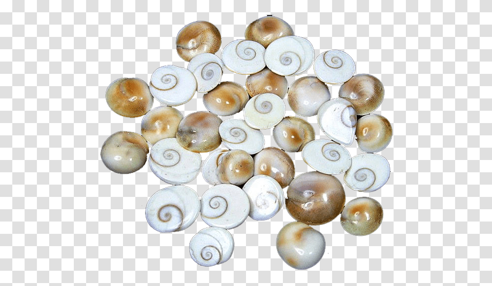 Gomti Chakra Image In, Accessories, Accessory, Jewelry, Pearl Transparent Png