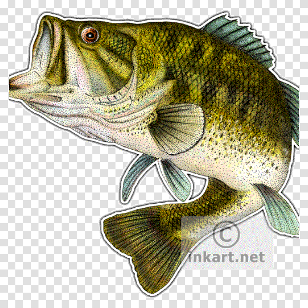 Gone Fishing Clipart Bass Fish, Animal, Perch Transparent Png