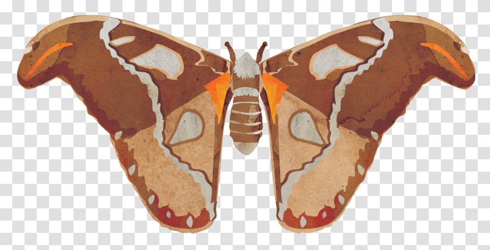 Gonimbrasia Belina, Moth, Butterfly, Insect, Invertebrate Transparent Png