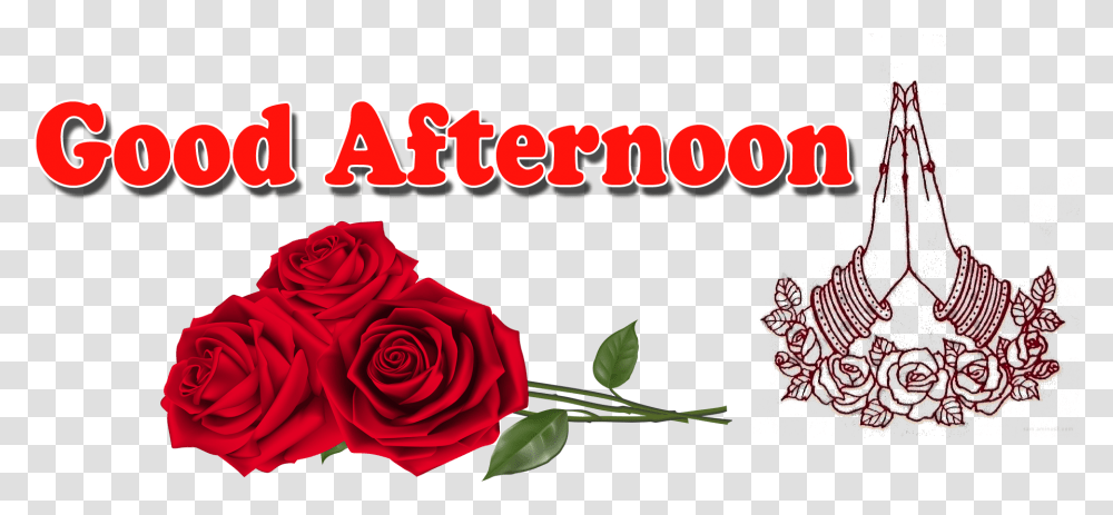 Good Afternoon Clipart Good Afternoon, Rose, Flower, Plant, Blossom Transparent Png