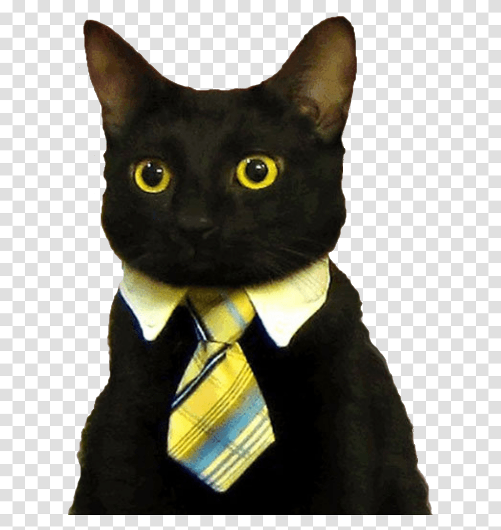 Good Morning Funny Cat Business Cat Meme Blank, Tie, Accessories, Accessory, Pet Transparent Png