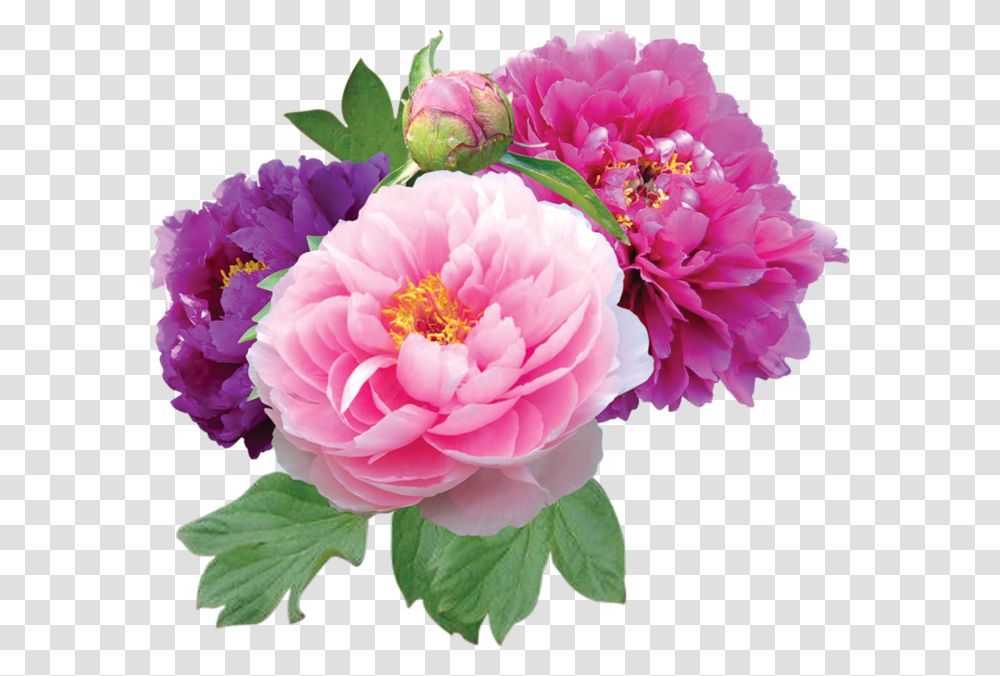 Good Morning Gif Image In Hindi Blessing, Plant, Peony, Flower, Blossom Transparent Png