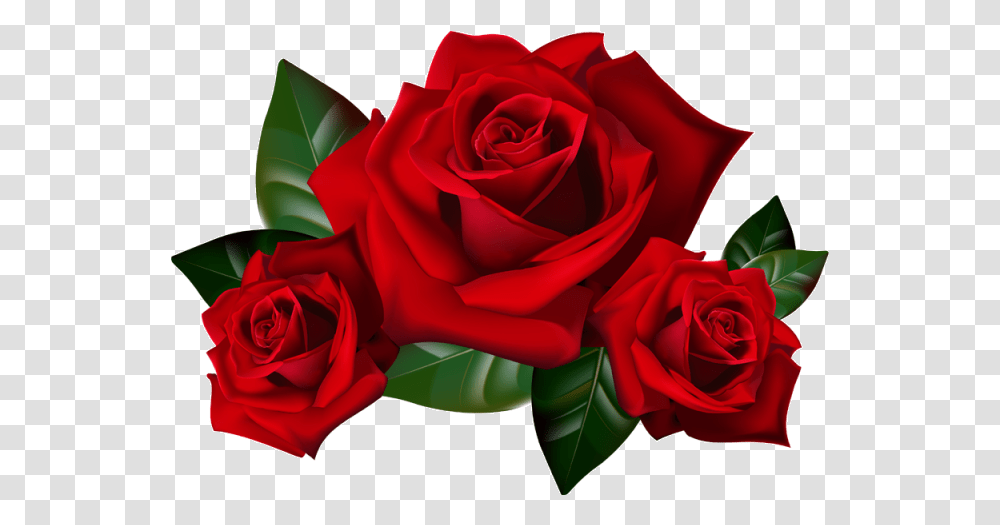 Good Morning Happy Sunday Wishes, Rose, Flower, Plant, Blossom Transparent Png