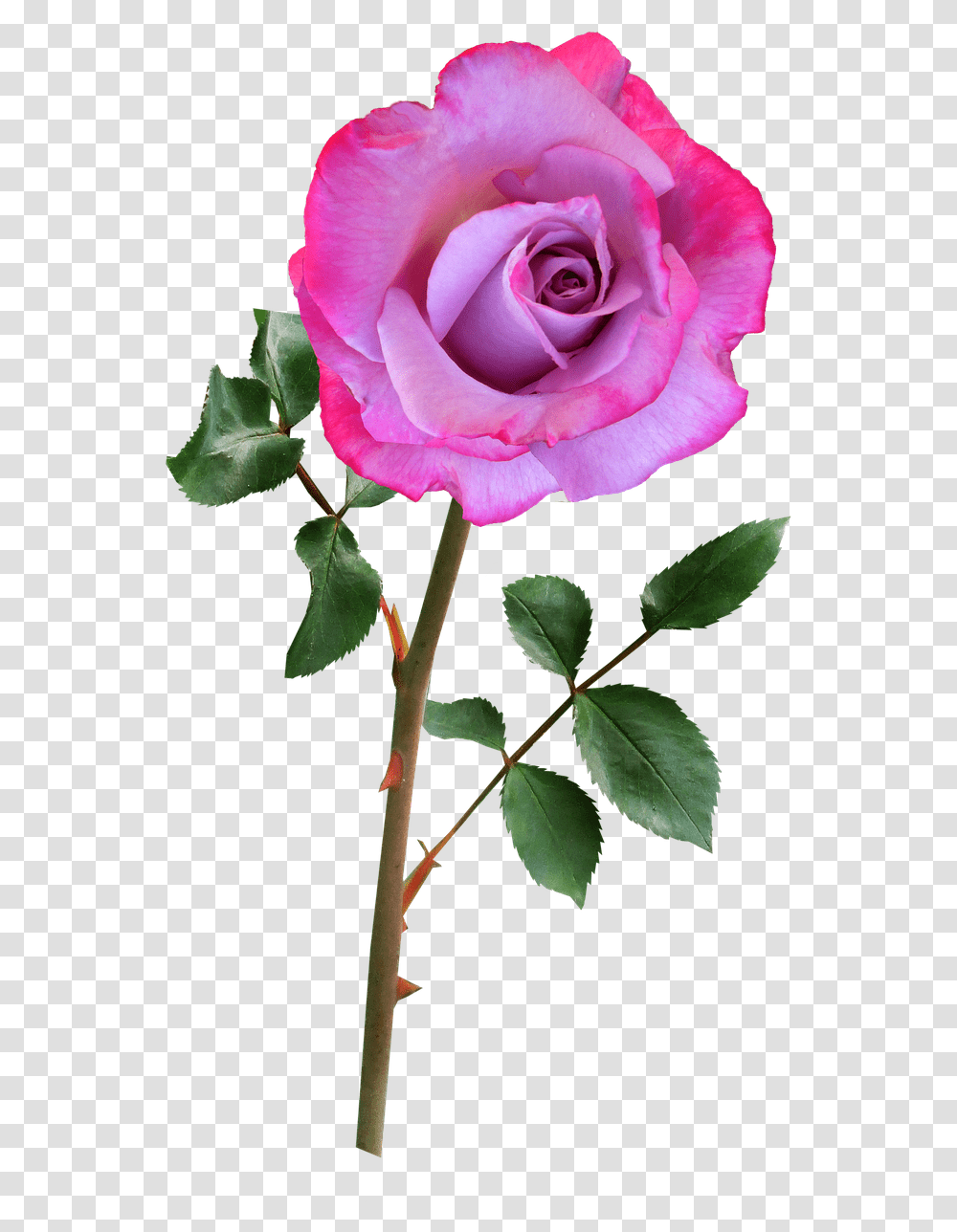 Good Morning Rose Didi, Flower, Plant, Blossom, Acanthaceae Transparent Png