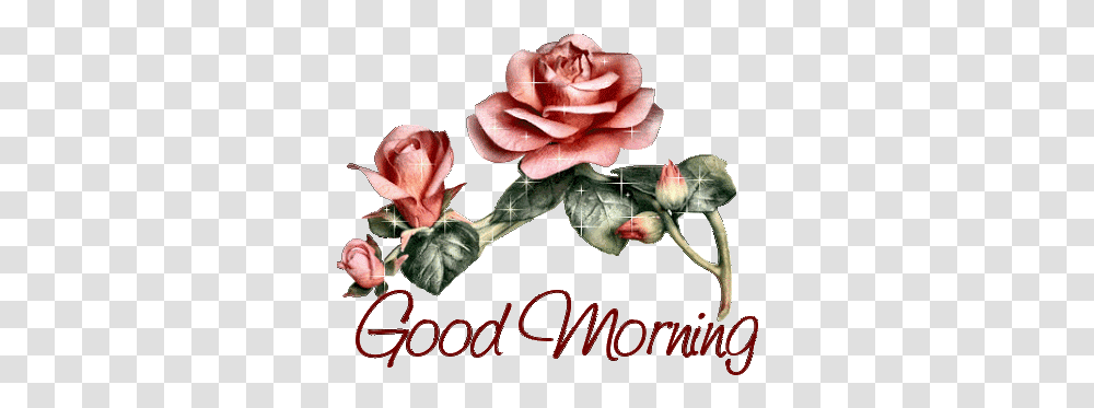 Good Morning Symbol Photos Good Morning Good Night, Rose, Flower, Plant, Blossom Transparent Png
