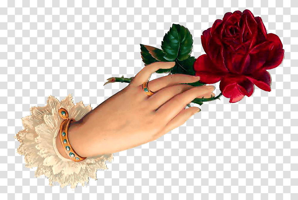 Good Night Hand Rose, Flower, Plant, Blossom, Accessories Transparent Png