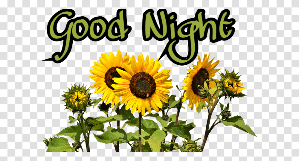 Good Night Sunflowers, Plant, Blossom Transparent Png