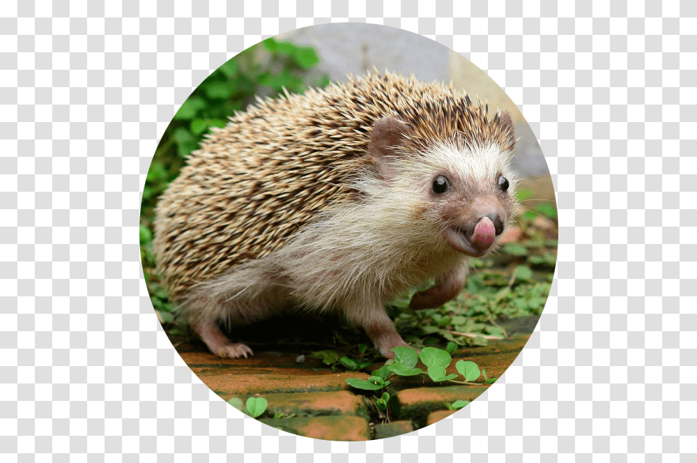 Good Pets To Have In Your Room, Hedgehog, Mammal, Animal, Rat Transparent Png