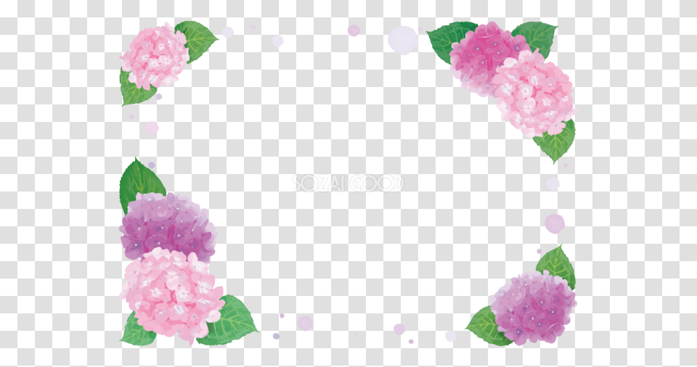 Good, Plant, Flower, Blossom, Carnation Transparent Png