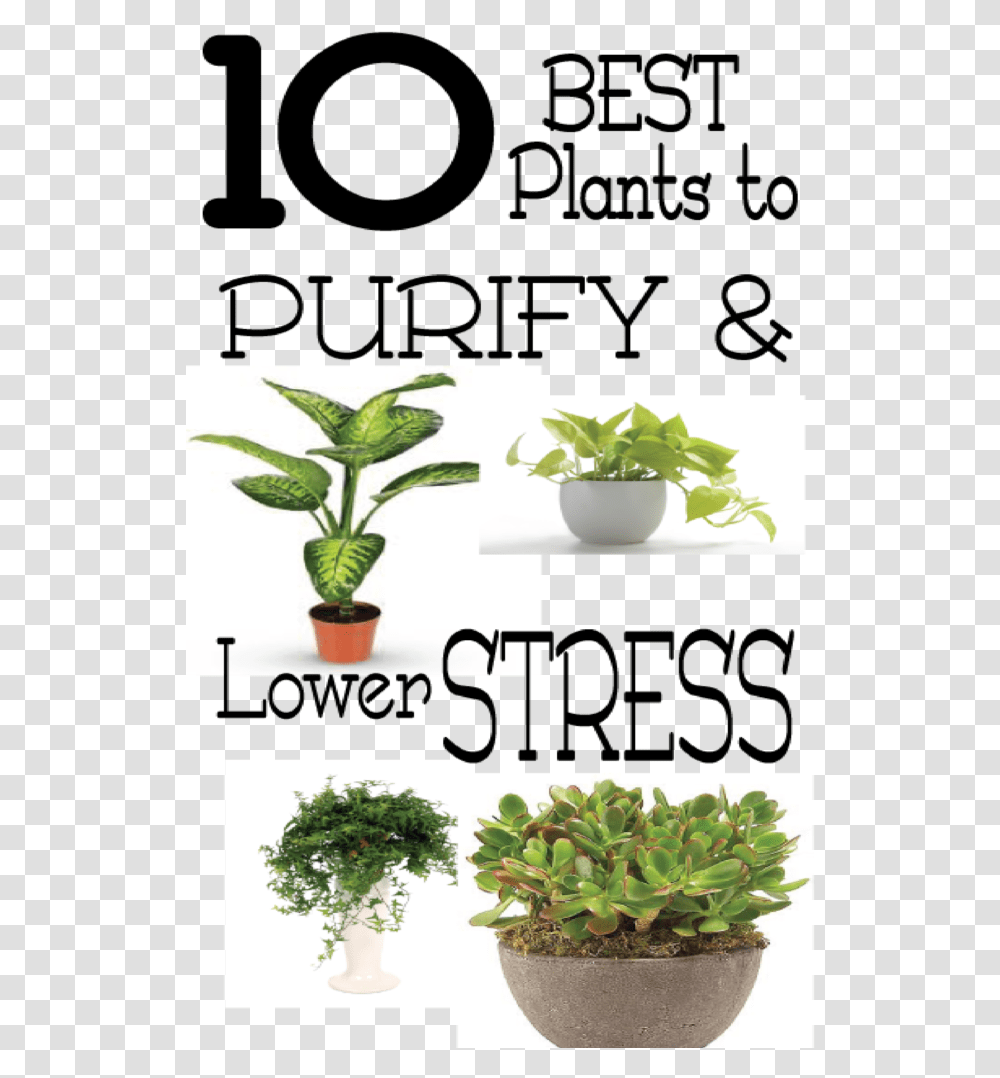 Good Plants For Stress, Potted Plant, Vase, Jar, Pottery Transparent Png