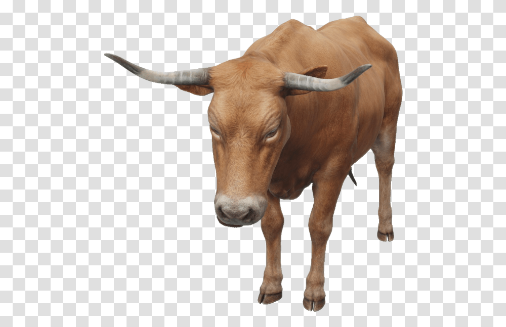 Google 3d Animals & Ar Objects Full List Gallery Ox, Cow, Cattle, Mammal, Bull Transparent Png